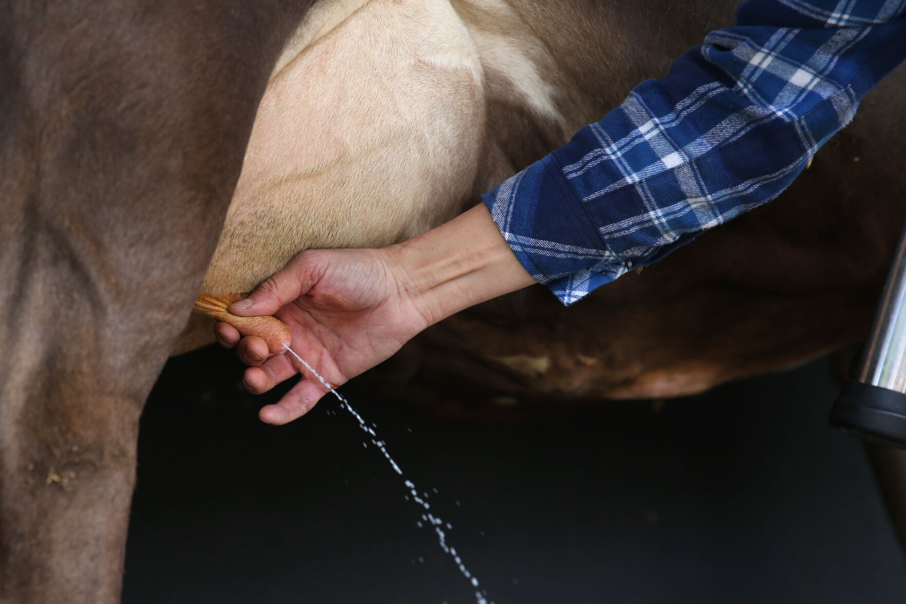 051721-cdp-news-COW229.JPG